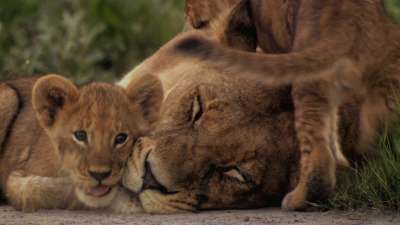 The Last Lions