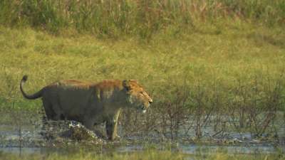 The Last Lions