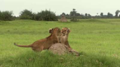 The Last Lions