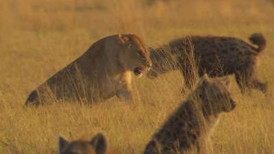 The Last Lions