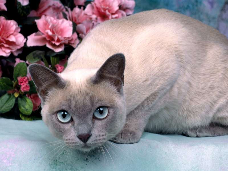 Platinum Mink Tonkinese Wallpaper