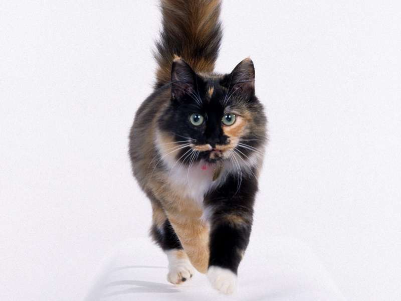 Longhair Calico Wallpaper