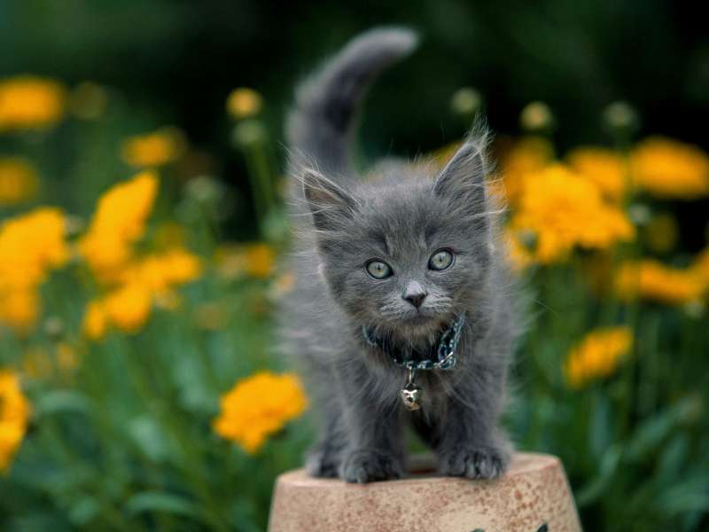 Gray Kitten Wallpaper