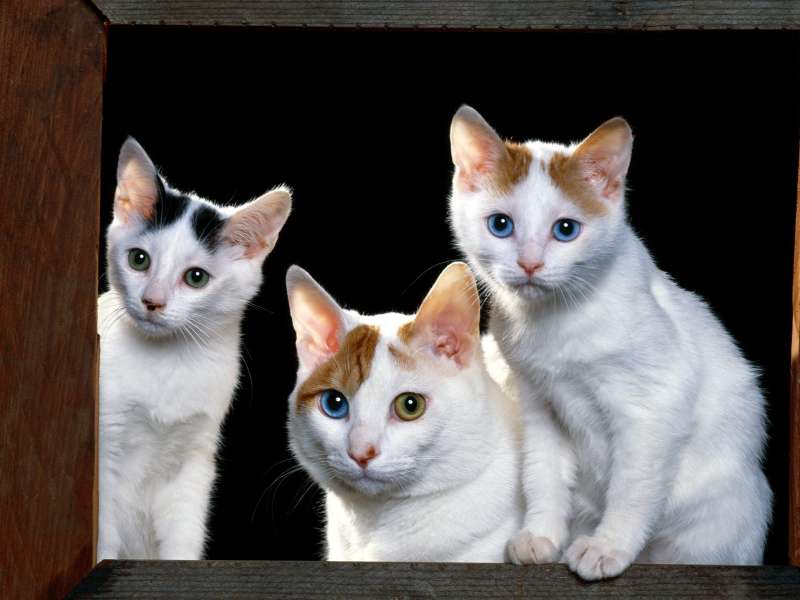 Japanese Bobtails Wallpaper