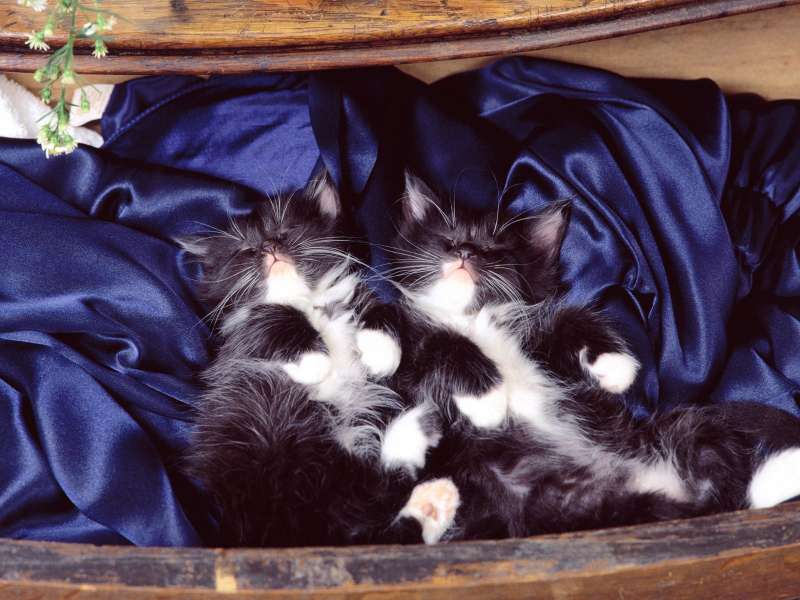 Domestic Medium Hair Kittens Wallpaper