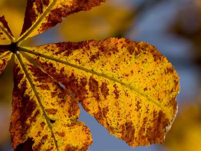 Autumn Time In Nature