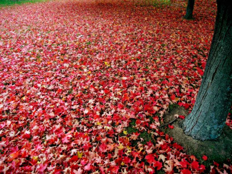 Red Autumn Leaves Wallpaper