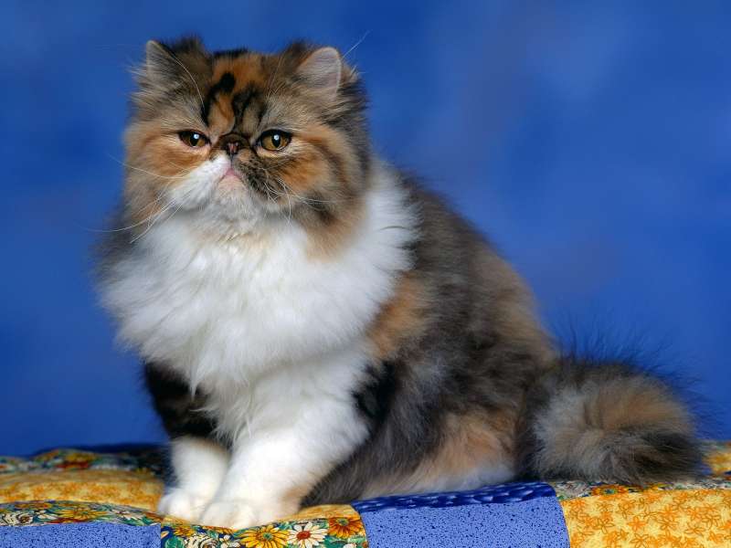Persian Calico Kitten Wallpaper