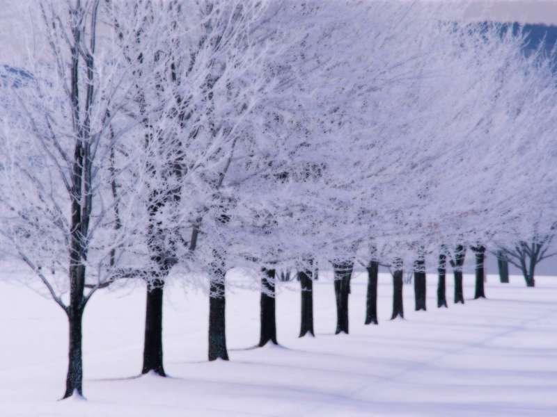 Winter Nature Wallpaper